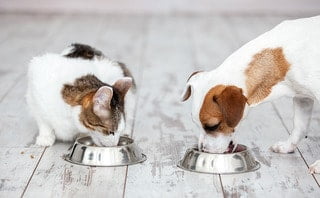 Cinven's Partner in Pet Food tipped as exit candidate for 2023