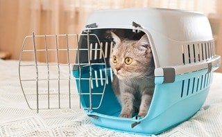 BC-backed VetPartners acquires Hyperthyroid Cat Centre