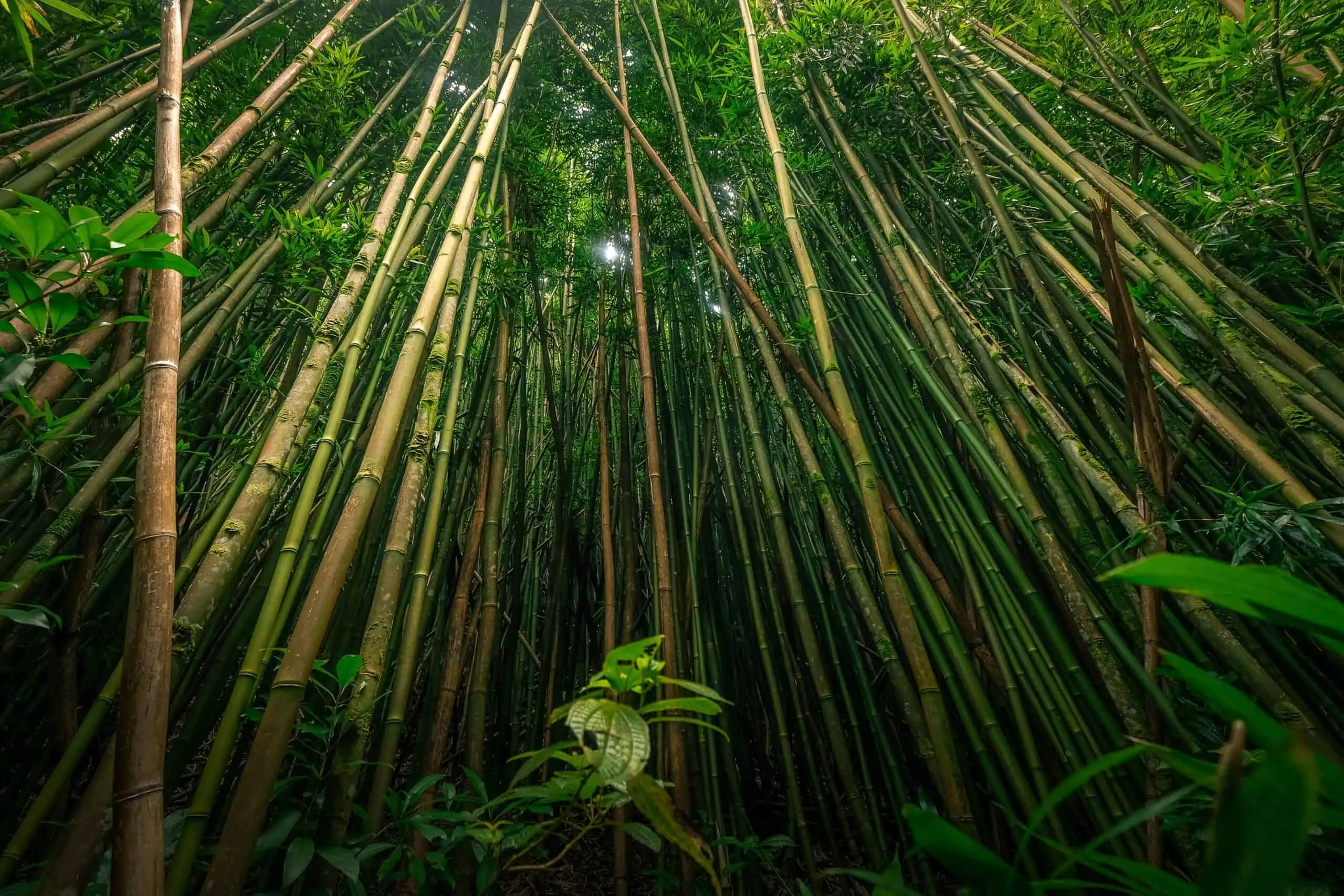 Impax holds £377m soft close for open-ended environmental products, services fund