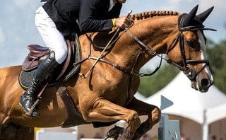 PE-backed Helgstrand Dressage merges with Ludger Beerbaum Stables